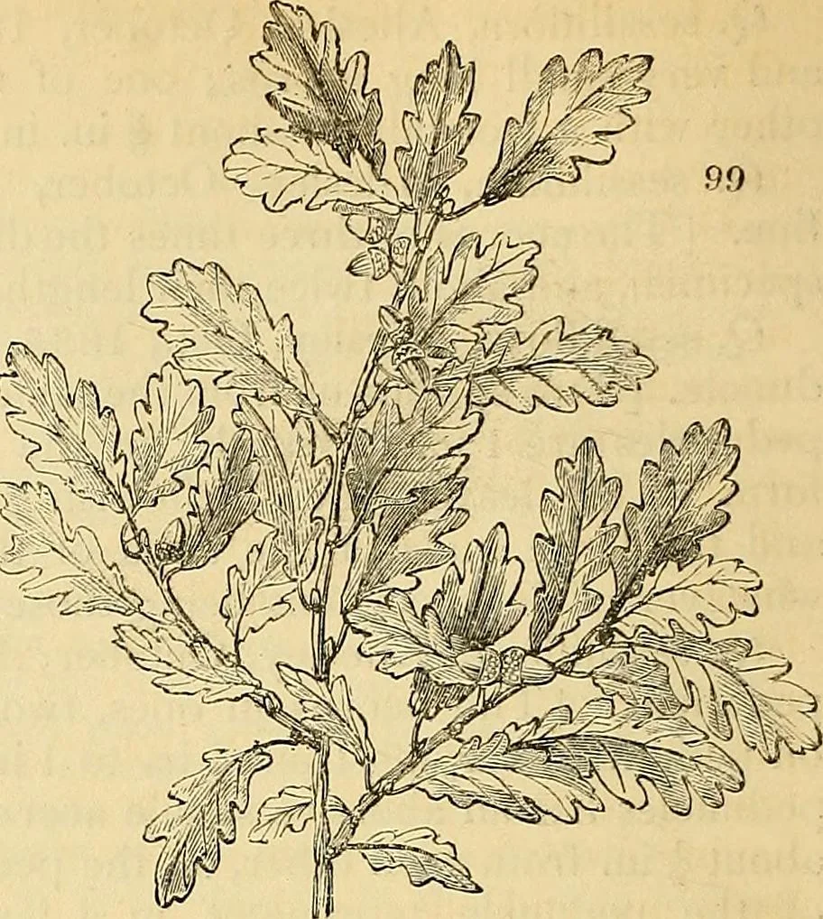 An illustration from The gardener's magazine and register of rural & domestic improvement, 1826, leaf 596