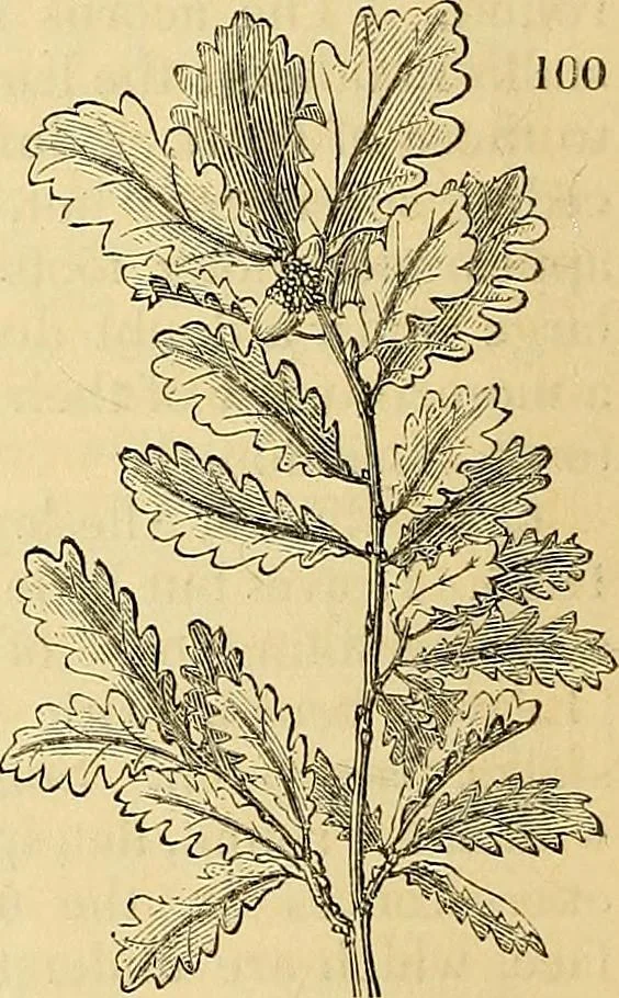 An illustration from The gardener's magazine and register of rural & domestic improvement, 1826, leaf 596