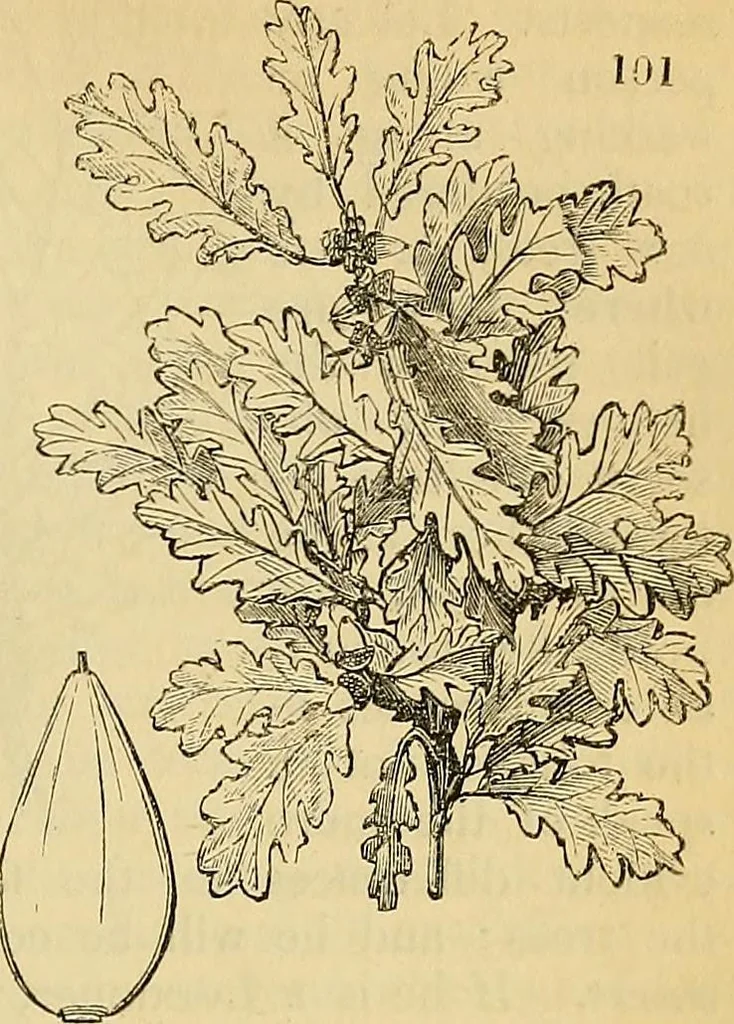 An illustration from The gardener's magazine and register of rural & domestic improvement, 1826, leaf 597