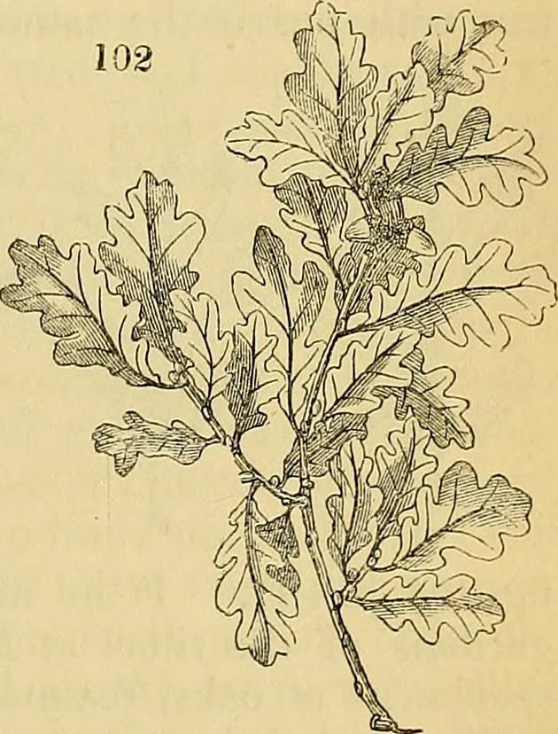 An illustration from The gardener's magazine and register of rural & domestic improvement, 1826, leaf 597