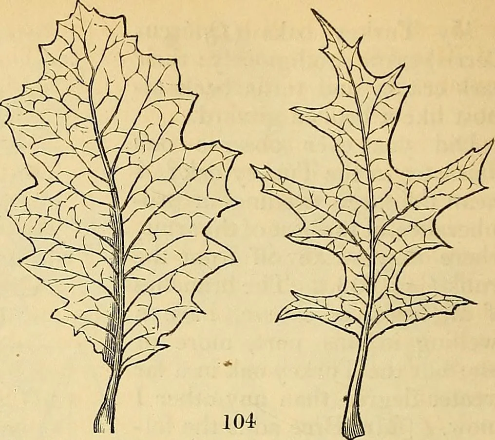 An illustration from The gardener's magazine and register of rural & domestic improvement, 1826, leaf 598