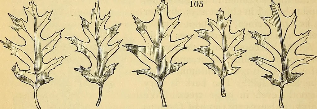 An illustration from The gardener's magazine and register of rural & domestic improvement, 1826, leaf 598
