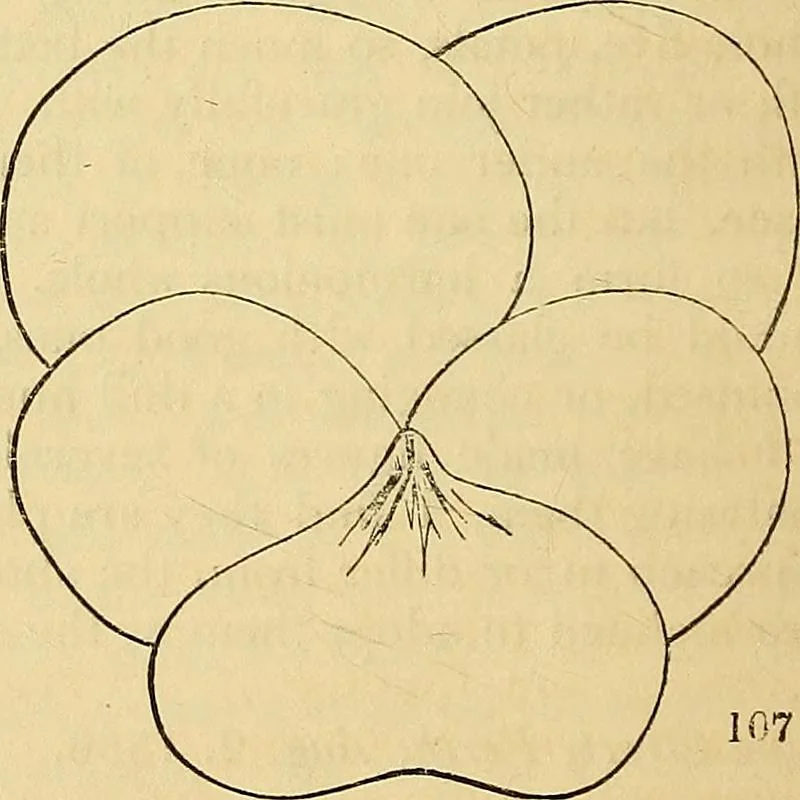 An illustration from The gardener's magazine and register of rural & domestic improvement, 1826, leaf 614