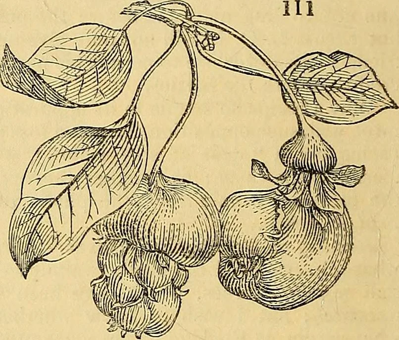 An illustration from The gardener's magazine and register of rural & domestic improvement, 1826, leaf 736