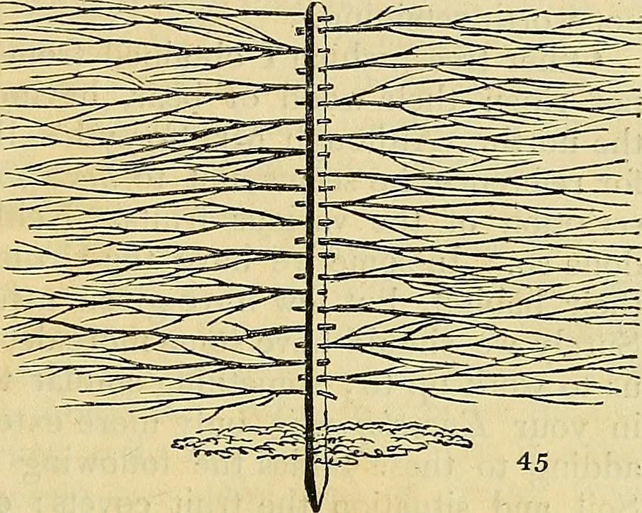 An illustration from The gardener's magazine and register of rural & domestic improvement, 1826, leaf 117