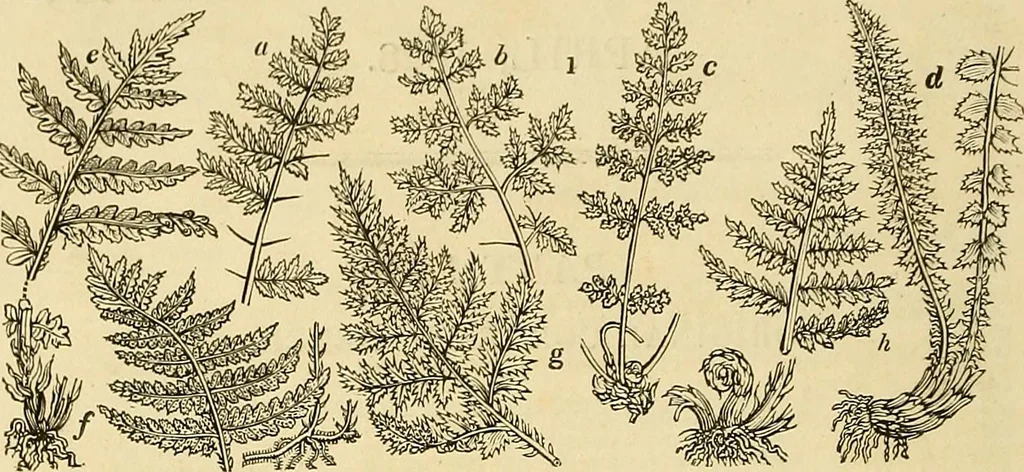 An illustration from The gardener's magazine and register of rural & domestic improvement, 1826, leaf 12