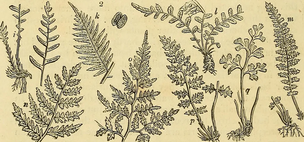 An illustration from The gardener's magazine and register of rural & domestic improvement, 1826, leaf 12