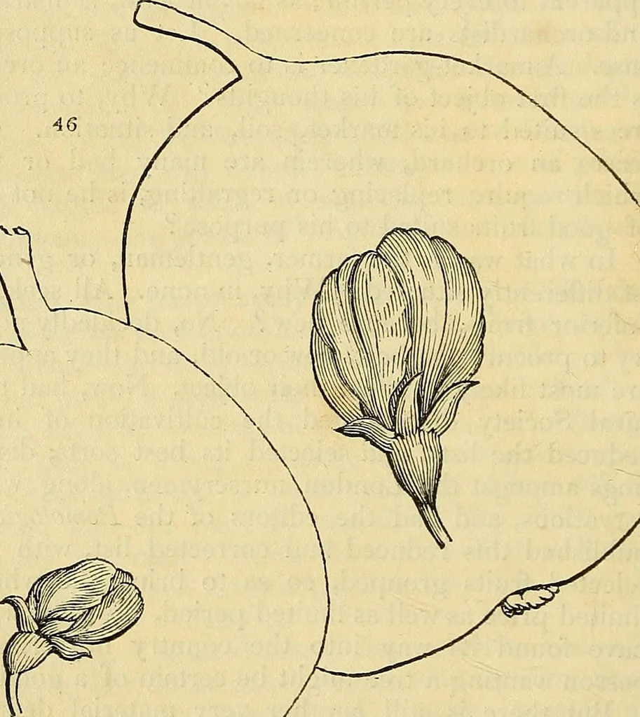 An illustration from The gardener's magazine and register of rural & domestic improvement, 1826, leaf 120