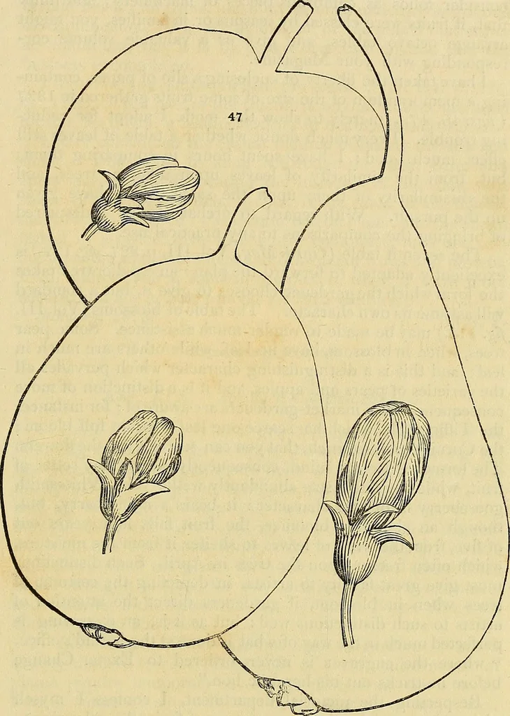 An illustration from The gardener's magazine and register of rural & domestic improvement, 1826, leaf 121