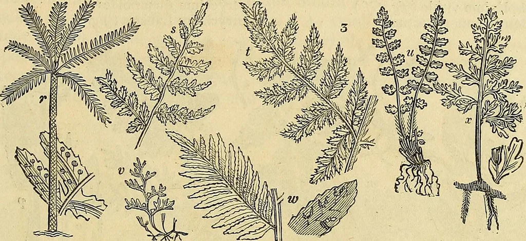 An illustration from The gardener's magazine and register of rural & domestic improvement, 1826, leaf 13