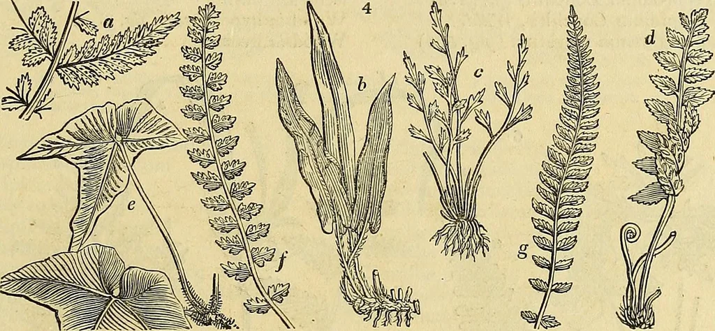 An illustration from The gardener's magazine and register of rural & domestic improvement, 1826, leaf 13