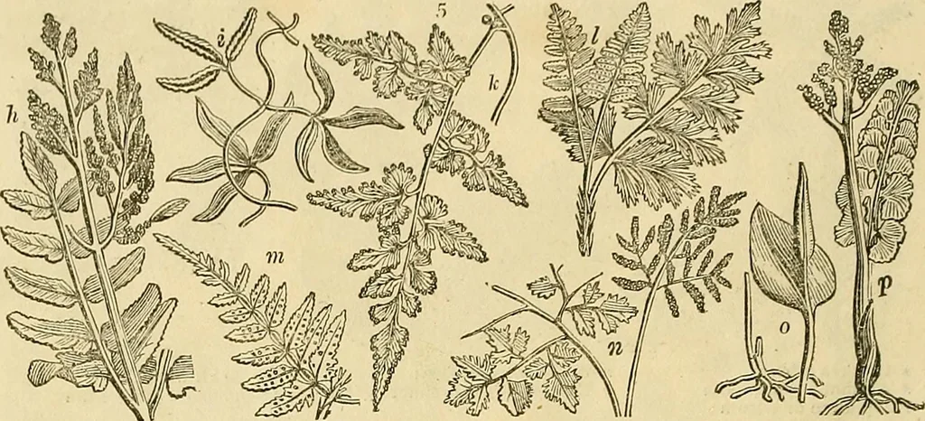 An illustration from The gardener's magazine and register of rural & domestic improvement, 1826, leaf 14