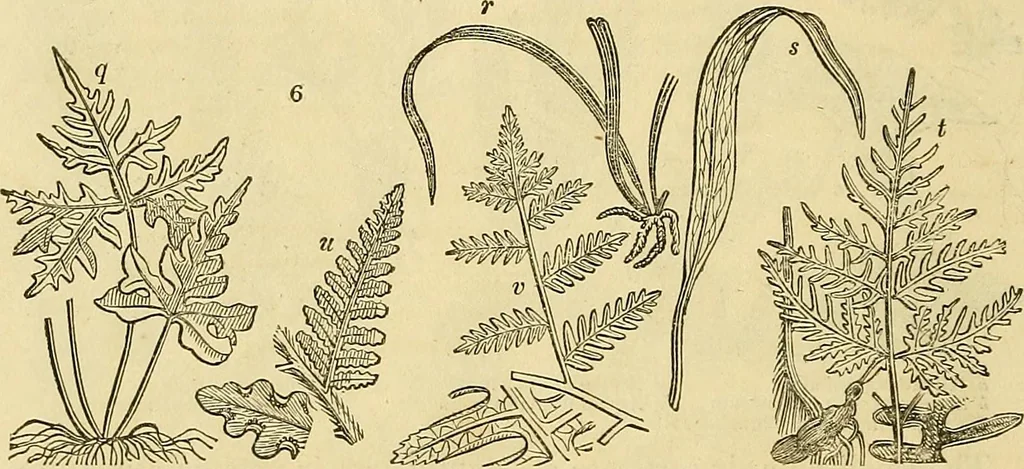 An illustration from The gardener's magazine and register of rural & domestic improvement, 1826, leaf 14