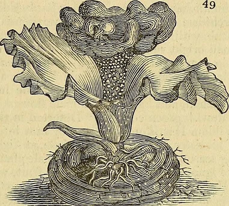An illustration from The gardener's magazine and register of rural & domestic improvement, 1826, leaf 145