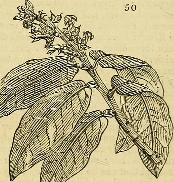 An illustration from The gardener's magazine and register of rural & domestic improvement, 1826, leaf 146