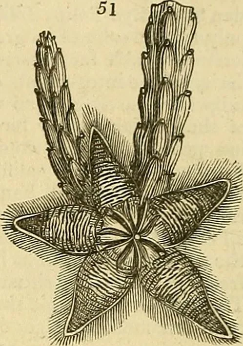 An illustration from The gardener's magazine and register of rural & domestic improvement, 1826, leaf 148