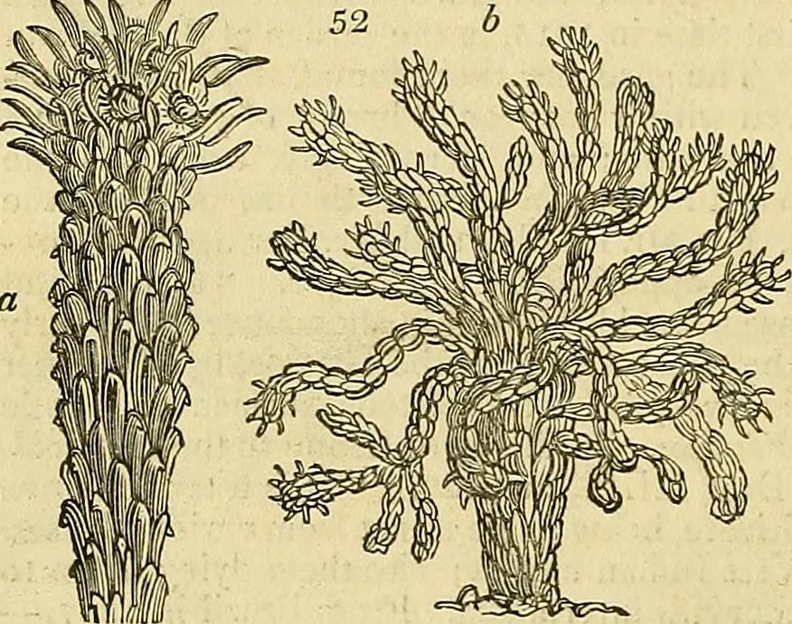 An illustration from The gardener's magazine and register of rural & domestic improvement, 1826, leaf 148