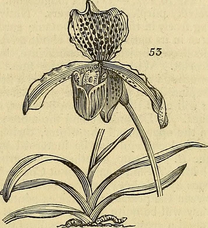 An illustration from The gardener's magazine and register of rural & domestic improvement, 1826, leaf 149