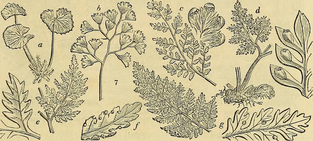 An illustration from The gardener's magazine and register of rural & domestic improvement, 1826, leaf 15