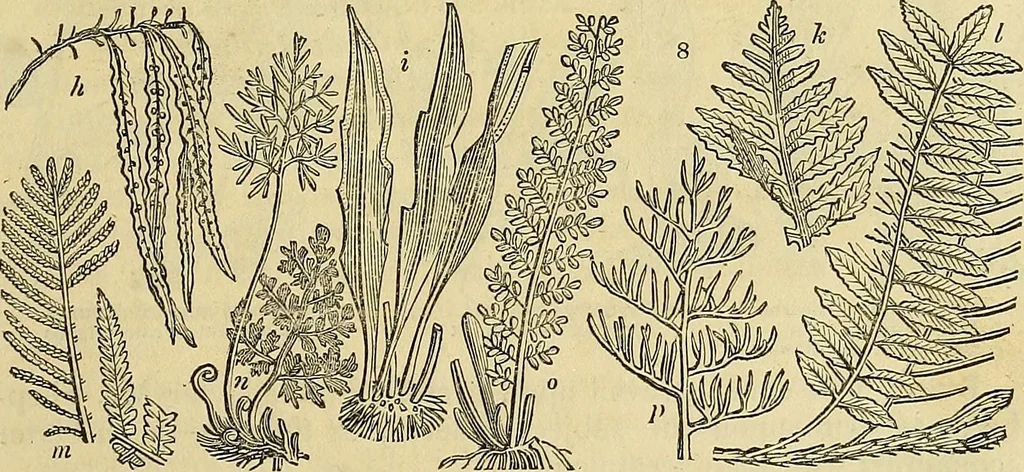 An illustration from The gardener's magazine and register of rural & domestic improvement, 1826, leaf 15