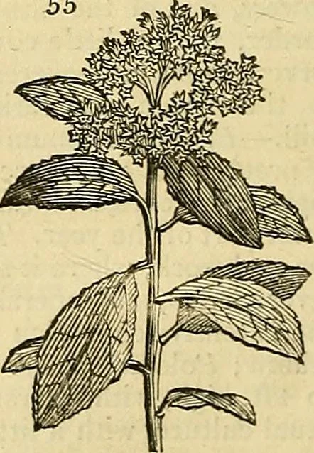 An illustration from The gardener's magazine and register of rural & domestic improvement, 1826, leaf 150