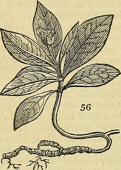 An illustration from The gardener's magazine and register of rural & domestic improvement, 1826, leaf 153