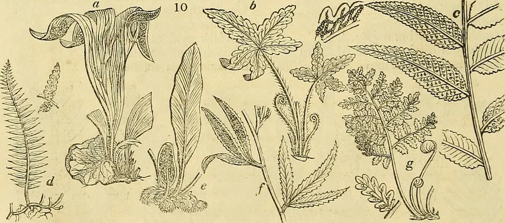 An illustration from The gardener's magazine and register of rural & domestic improvement, 1826, leaf 16