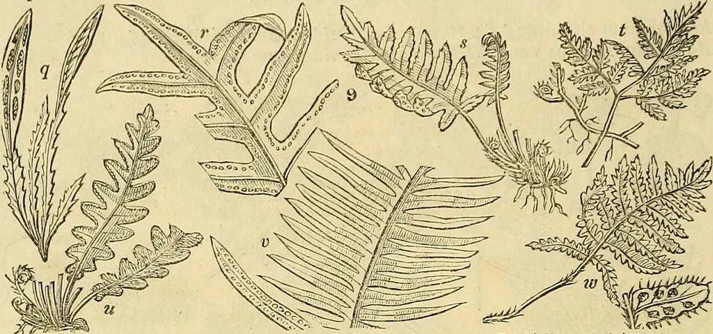 An illustration from The gardener's magazine and register of rural & domestic improvement, 1826, leaf 16