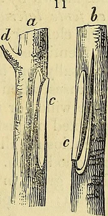 An illustration from The gardener's magazine and register of rural & domestic improvement, 1826, leaf 17