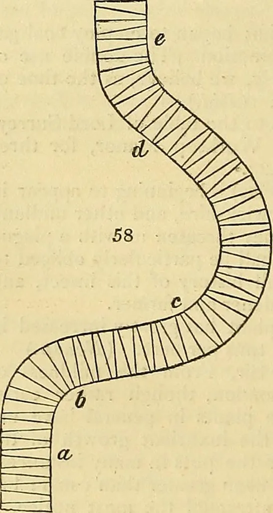 An illustration from The gardener's magazine and register of rural & domestic improvement, 1826, leaf 170
