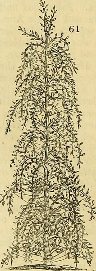 An illustration from The gardener's magazine and register of rural & domestic improvement, 1826, leaf 178