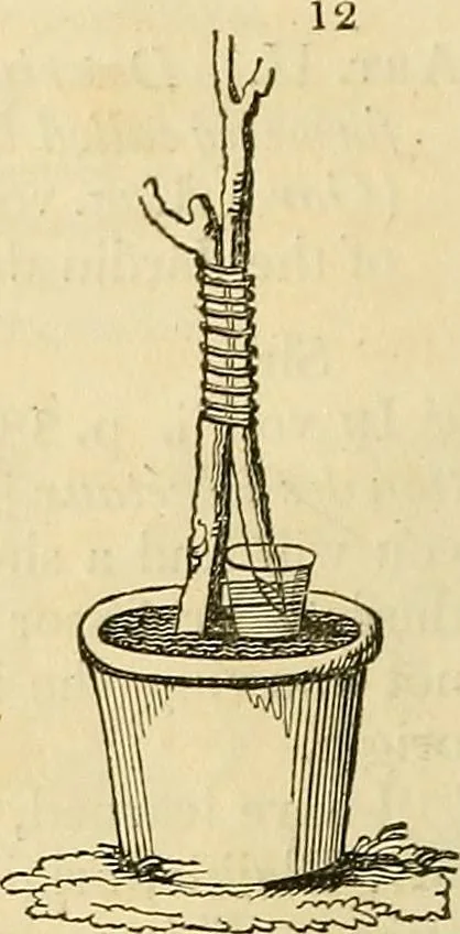 An illustration from The gardener's magazine and register of rural & domestic improvement, 1826, leaf 18
