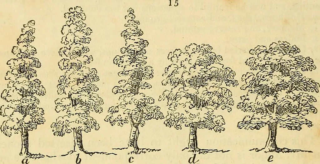 An illustration from The gardener's magazine and register of rural & domestic improvement, 1826, leaf 22