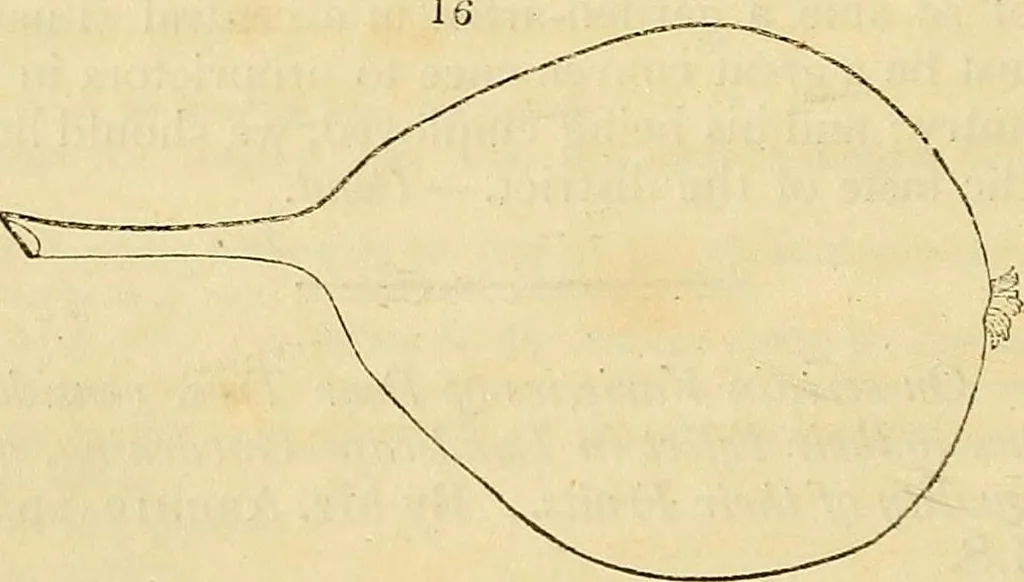 An illustration from The gardener's magazine and register of rural & domestic improvement, 1826, leaf 22