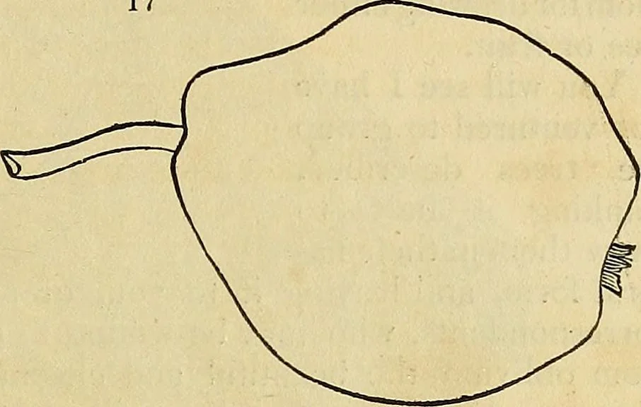 An illustration from The gardener's magazine and register of rural & domestic improvement, 1826, leaf 23