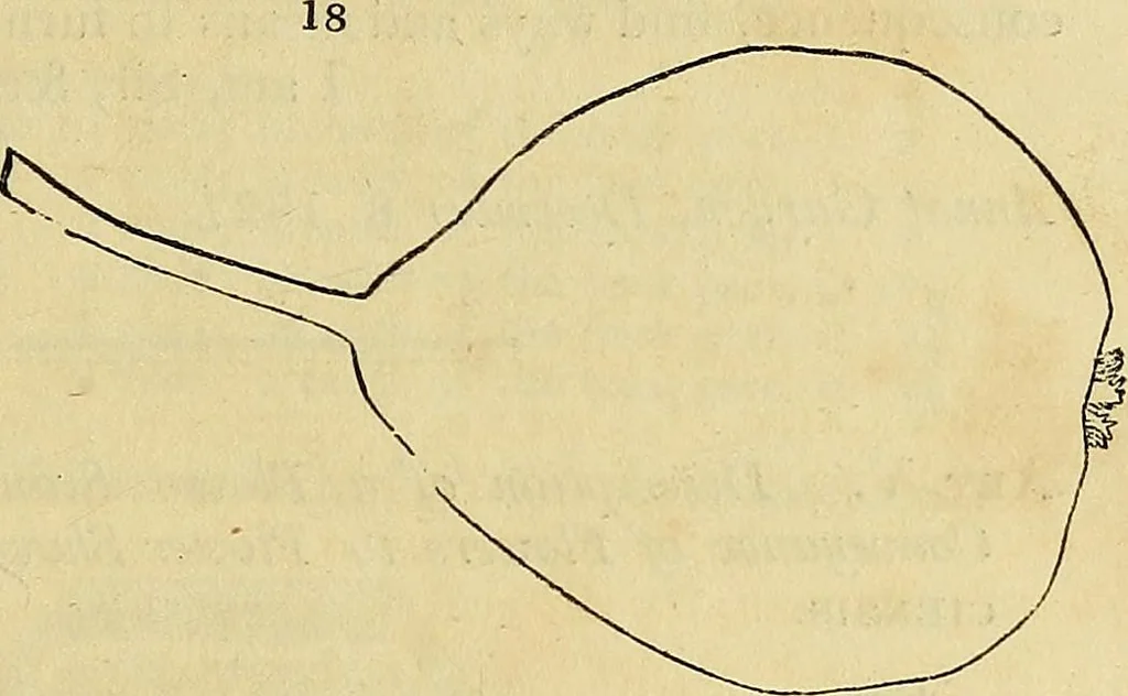 An illustration from The gardener's magazine and register of rural & domestic improvement, 1826, leaf 23