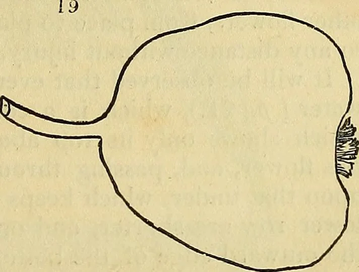 An illustration from The gardener's magazine and register of rural & domestic improvement, 1826, leaf 23