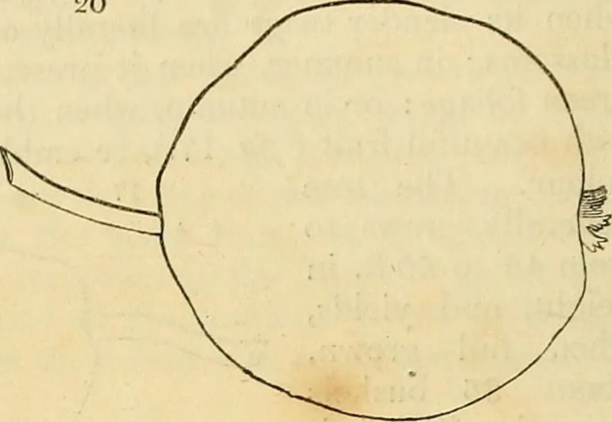 An illustration from The gardener's magazine and register of rural & domestic improvement, 1826, leaf 24