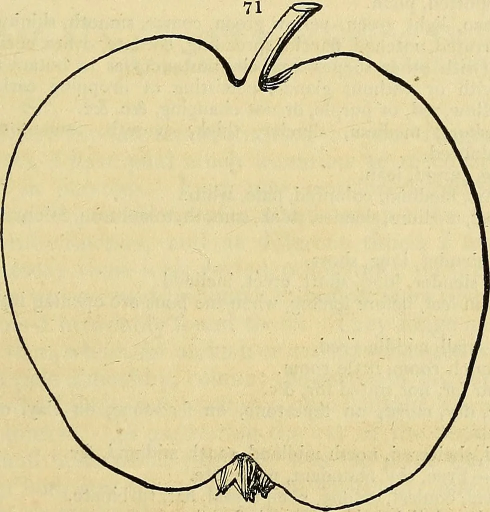 An illustration from The gardener's magazine and register of rural & domestic improvement, 1826, leaf 241