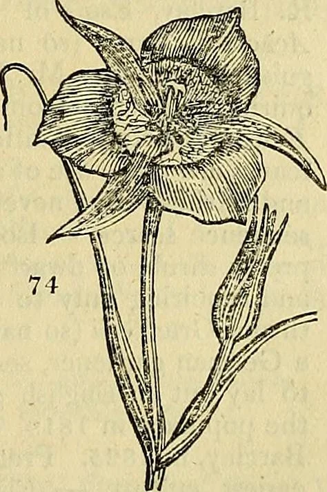An illustration from The gardener's magazine and register of rural & domestic improvement, 1826, leaf 263