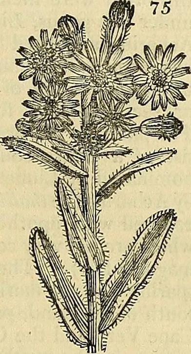 An illustration from The gardener's magazine and register of rural & domestic improvement, 1826, leaf 265