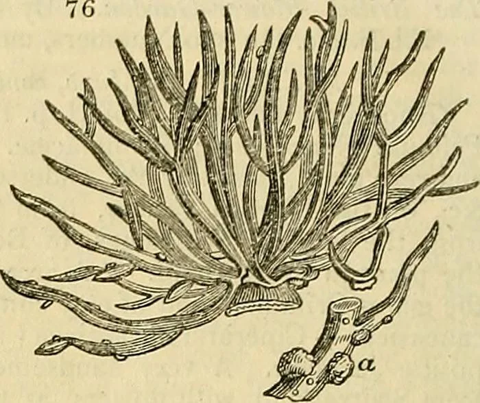 An illustration from The gardener's magazine and register of rural & domestic improvement, 1826, leaf 266