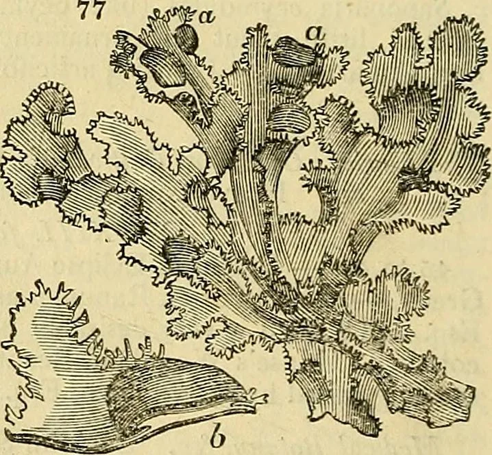 An illustration from The gardener's magazine and register of rural & domestic improvement, 1826, leaf 266