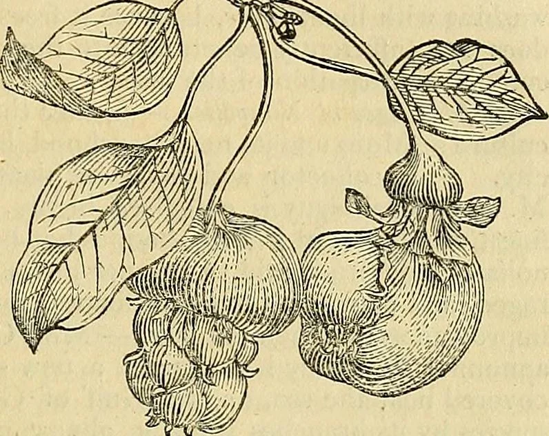 An illustration from The gardener's magazine and register of rural & domestic improvement, 1826, leaf 273