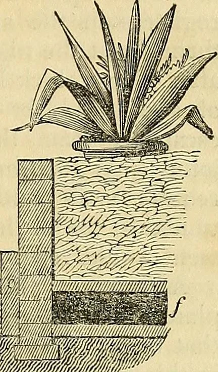 An illustration from The gardener's magazine and register of rural & domestic improvement, 1826, leaf 341