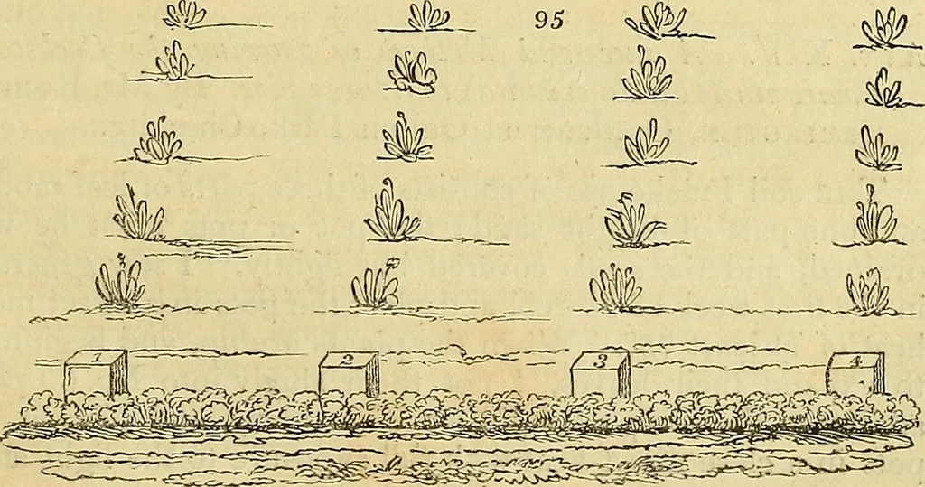 An illustration from The gardener's magazine and register of rural & domestic improvement, 1826, leaf 359