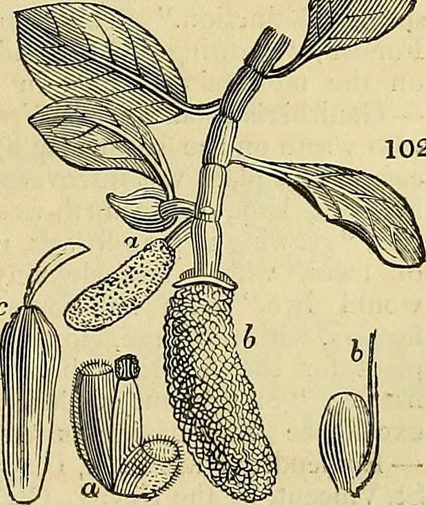 An illustration from The gardener's magazine and register of rural & domestic improvement, 1826, leaf 379