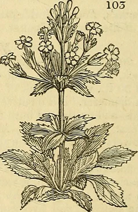 An illustration from The gardener's magazine and register of rural & domestic improvement, 1826, leaf 380