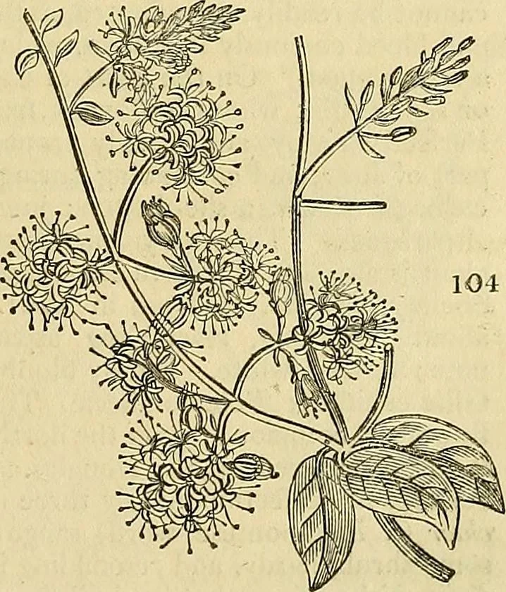 An illustration from The gardener's magazine and register of rural & domestic improvement, 1826, leaf 381