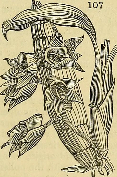 An illustration from The gardener's magazine and register of rural & domestic improvement, 1826, leaf 383